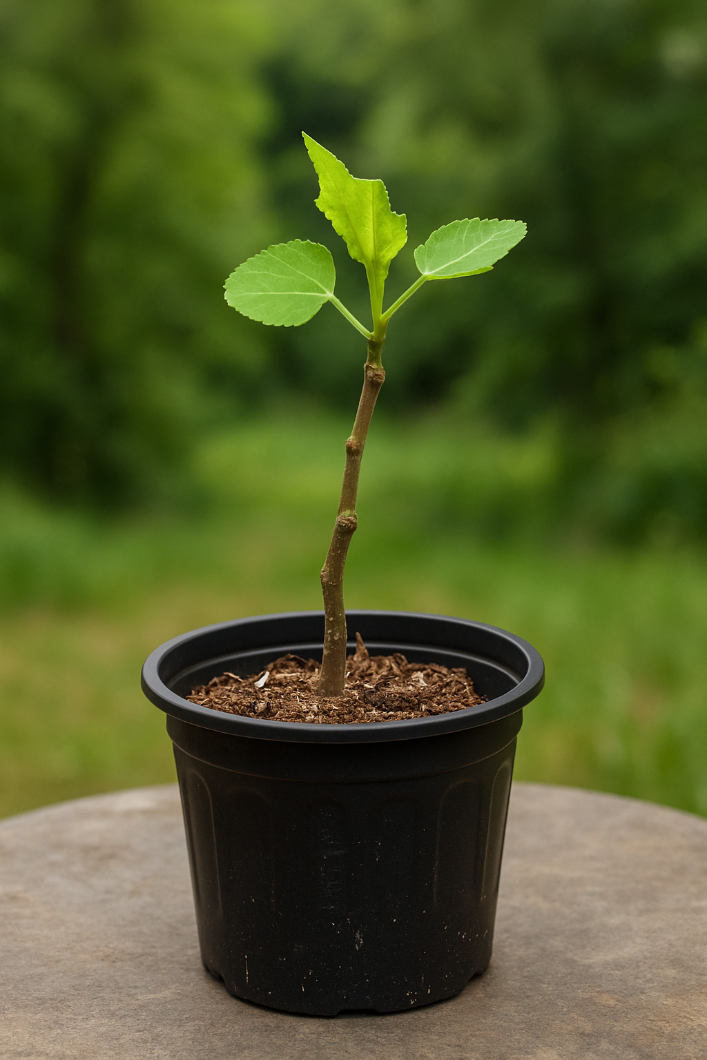 Clones, Cuttings & Starts